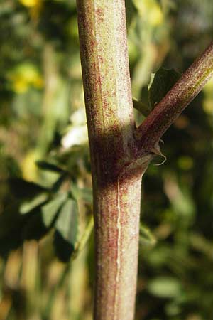 Melilotus altissimus \ Hoher Steinklee, Hoher Honigklee / Tall Melilot, D Gimbsheim 17.7.2014