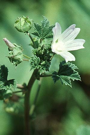 Malva neglecta \ Weg-Malve, Kleine Ksepappel / Dwarf Mallow, D Mannheim 28.8.2005
