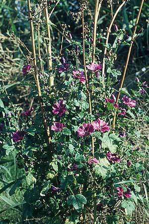 Malva sylvestris subsp. mauritiana \ Mauretanische Malve / Mallow-Tree, D Mannheim 4.8.2005