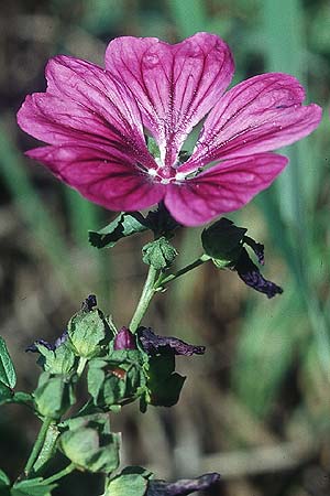Malva sylvestris subsp. mauritiana \ Mauretanische Malve / Mallow-Tree, D Mannheim 28.8.2005
