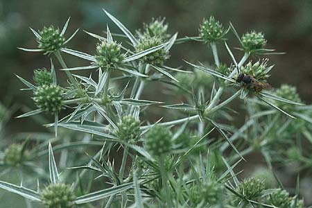 Eryngium campestre \ Feld-Mannstreu / Field Thistle, D Mannheim 24.7.2005