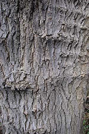Morus alba \ Weier Maulbeerbaum / Chinese White Mulberry, D Mannheim 9.12.2007