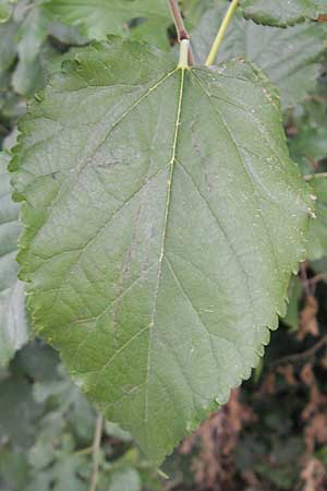Morus alba \ Weier Maulbeerbaum / Chinese White Mulberry, D Mannheim 1.10.2009