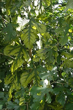 Morus alba \ Weier Maulbeerbaum / Chinese White Mulberry, D Mannheim 4.10.2009