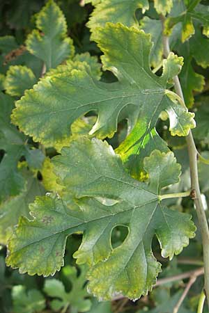 Morus alba \ Weier Maulbeerbaum / Chinese White Mulberry, D Mannheim 4.10.2009