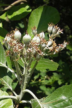 Sorbus aria \ Echte Mehlbeere / Whitebeam, D Idar-Oberstein 3.6.2011