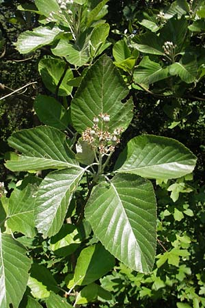 Sorbus aria \ Echte Mehlbeere / Whitebeam, D Idar-Oberstein 3.6.2011