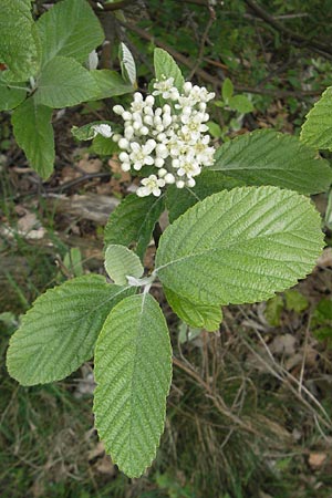 Sorbus aria \ Echte Mehlbeere / Whitebeam, D Donnersberg 3.5.2012