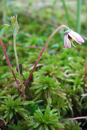Vaccinium oxycoccos \ Gewhnliche Moosbeere / Common Cranberry, D Schwarzwald/Black-Forest, Kaltenbronn 18.6.2013