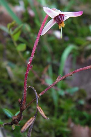 Vaccinium oxycoccos \ Gewhnliche Moosbeere / Common Cranberry, D Schwarzwald/Black-Forest, Kaltenbronn 18.6.2013