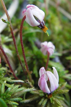 Vaccinium oxycoccos \ Gewhnliche Moosbeere / Common Cranberry, D Schwarzwald/Black-Forest, Kaltenbronn 18.6.2013