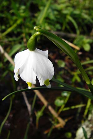 Leucojum vernum \ Frhlings-Knotenblume, Mrzenbecher / Spring Snowflake, D Hassenbach 27.3.2014