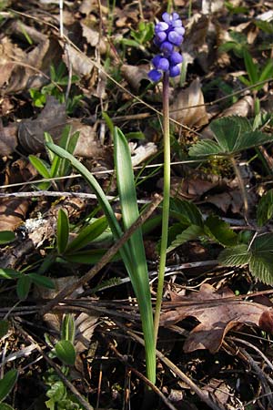 Muscari botryoides \ Kurztraubige Bisamhyazinthe, Kleine Traubenhyazinthe / Compact Grape Hyacinth, D Nüdlingen 27.3.2014