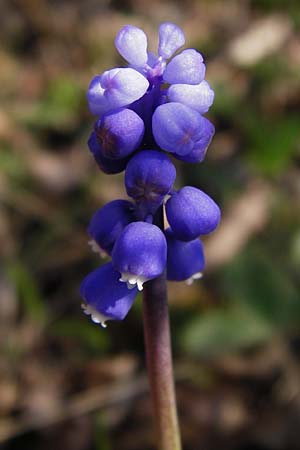 Muscari botryoides \ Kurztraubige Bisamhyazinthe, Kleine Traubenhyazinthe / Compact Grape Hyacinth, D Nüdlingen 27.3.2014