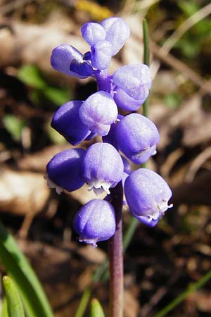 Muscari botryoides \ Kurztraubige Bisamhyazinthe, Kleine Traubenhyazinthe / Compact Grape Hyacinth, D Nüdlingen 27.3.2014
