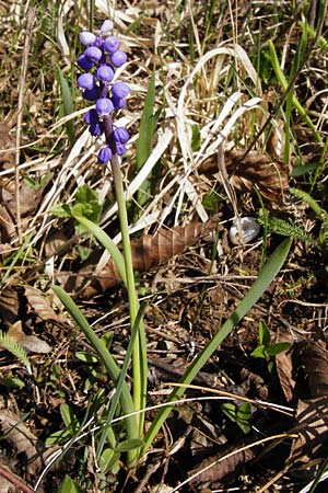 Muscari botryoides \ Kurztraubige Bisamhyazinthe, Kleine Traubenhyazinthe / Compact Grape Hyacinth, D Nüdlingen 27.3.2014