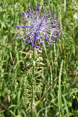 Muscari comosum \ Schopfige Traubenhyazinthe / Tassel Hyacinth, D Weinheim an der Bergstraße 29.5.2011