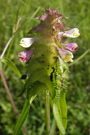 Melampyrum cristatum \ Kamm-Wachtelweizen / Crested Cow-Wheat, D Ketsch 22.5.2012