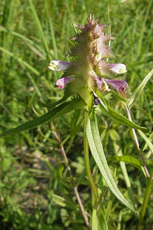 Melampyrum cristatum \ Kamm-Wachtelweizen / Crested Cow-Wheat, D Ketsch 22.5.2012