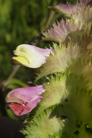 Melampyrum cristatum \ Kamm-Wachtelweizen / Crested Cow-Wheat, D Ketsch 22.5.2012