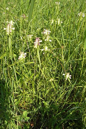 Melampyrum cristatum \ Kamm-Wachtelweizen / Crested Cow-Wheat, D Ketsch 22.5.2012
