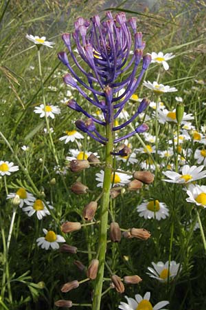 Muscari comosum \ Schopfige Traubenhyazinthe / Tassel Hyacinth, D Mannheim 5.6.2013