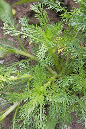 Matricaria discoidea \ Strahllose Kamille, D Creuzburg 4.8.2013