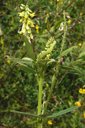 Melilotus dentatus \ Salz-Steinklee, Gezhnter Honigklee / Small Flowered Melilot, D Oppenheim 9.8.2014