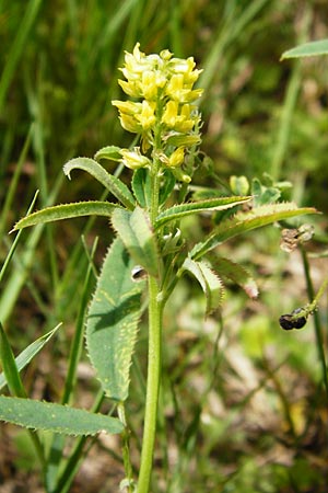 Melilotus dentatus \ Salz-Steinklee, Gezhnter Honigklee / Small Flowered Melilot, D Oppenheim 9.8.2014