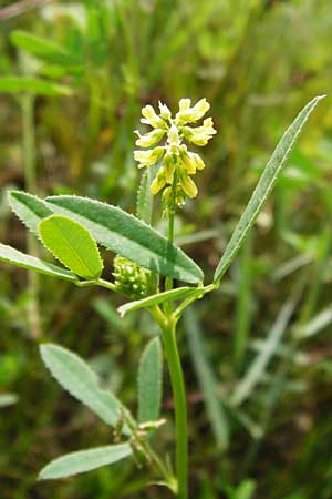 Melilotus dentatus \ Salz-Steinklee, Gezhnter Honigklee / Small Flowered Melilot, D Oppenheim 9.8.2014