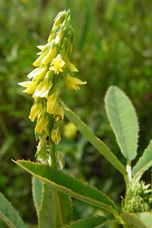 Melilotus dentatus \ Salz-Steinklee, Gezhnter Honigklee / Small Flowered Melilot, D Oppenheim 9.8.2014