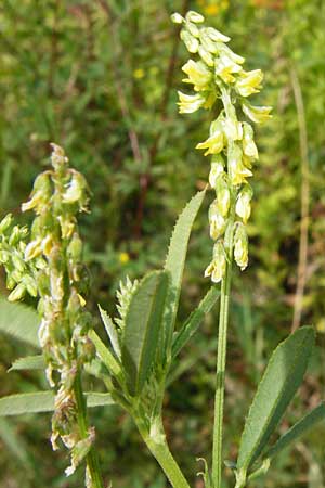 Melilotus dentatus \ Salz-Steinklee, Gezhnter Honigklee / Small Flowered Melilot, D Oppenheim 9.8.2014