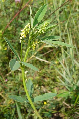 Melilotus dentatus \ Salz-Steinklee, Gezhnter Honigklee / Small Flowered Melilot, D Oppenheim 9.8.2014