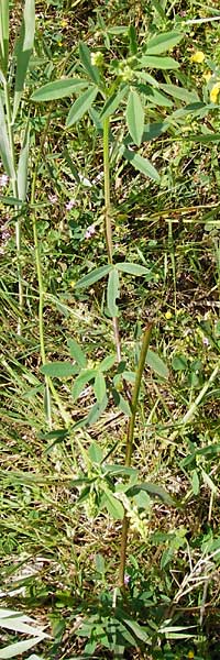 Melilotus dentatus \ Salz-Steinklee, Gezhnter Honigklee / Small Flowered Melilot, D Oppenheim 9.8.2014