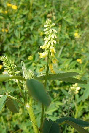 Melilotus dentatus \ Salz-Steinklee, Gezhnter Honigklee / Small Flowered Melilot, D Oppenheim 9.8.2014