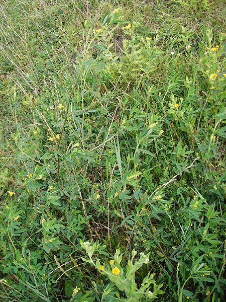 Melilotus dentatus \ Salz-Steinklee, Gezhnter Honigklee / Small Flowered Melilot, D Oppenheim 9.8.2014