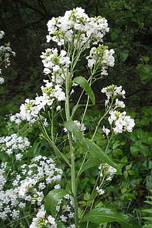Armoracia rusticana \ Meerrettich / Horse Radish, D Odenwald, Hilsenhain 20.5.2006