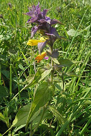 Melampyrum nemorosum \ Hain-Wachtelweizen / Blue Cow-Wheat, D Bruchsal 14.6.2006