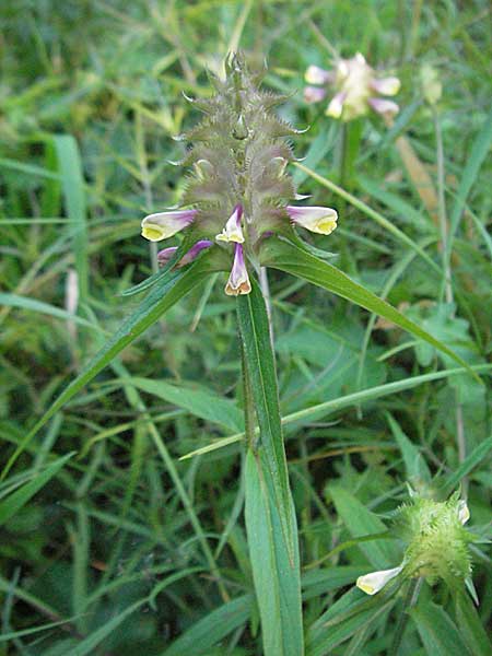 Melampyrum cristatum \ Kamm-Wachtelweizen / Crested Cow-Wheat, D Bruchsal 14.6.2006