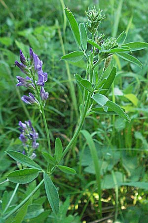 Medicago sativa, Lucerne, Alfalfa Medicago sativa, Lucerne, Alfalfa