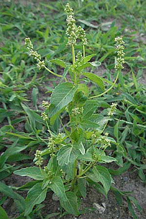 Mercurialis annua \ Einjhriges Bingelkraut / Annual Mercury, D Viernheim 27.6.2006