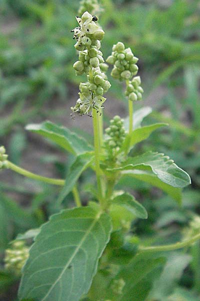 Mercurialis annua \ Einjhriges Bingelkraut / Annual Mercury, D Viernheim 27.6.2006
