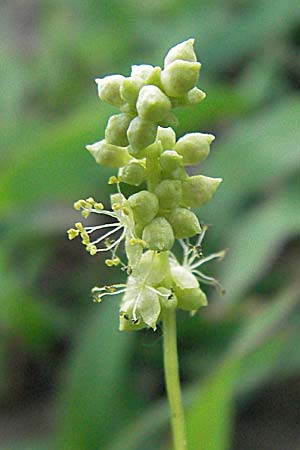 Mercurialis annua \ Einjhriges Bingelkraut / Annual Mercury, D Viernheim 27.6.2006