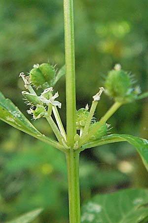 Mercurialis annua \ Einjhriges Bingelkraut / Annual Mercury, D Waghäusel 16.7.2006