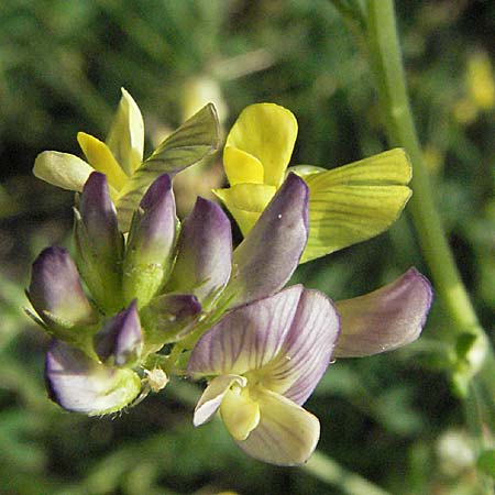Medicago x varia \ Bastard-Luzerne / Sand Lucerne, D Mannheim 23.9.2006