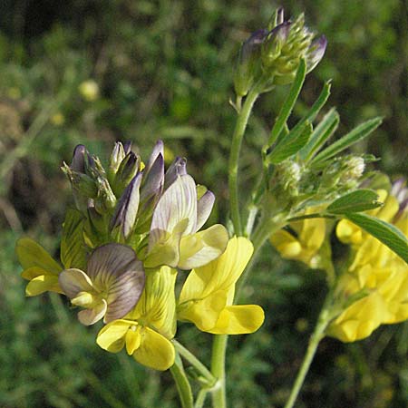 Medicago x varia \ Bastard-Luzerne / Sand Lucerne, D Mannheim 23.9.2006