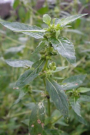 Mercurialis annua \ Einjhriges Bingelkraut / Annual Mercury, D Rheinhessen, Osthofen 24.11.2006