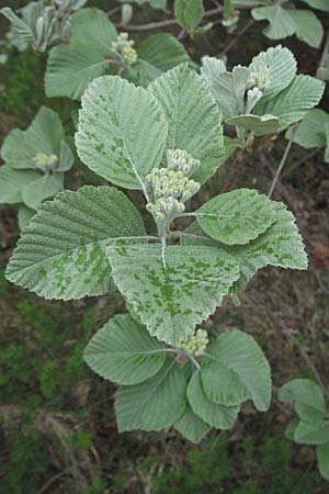 Sorbus aria, Whitebeam Sorbus aria, Whitebeam