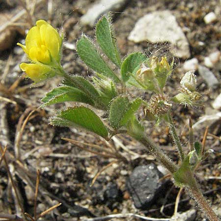 Medicago minima \ Zwerg-Schneckenklee / Burr Medick, D Mannheim 25.5.2007
