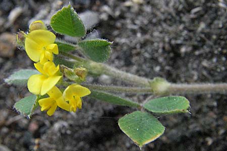 Medicago minima \ Zwerg-Schneckenklee / Burr Medick, D Mannheim 25.5.2007